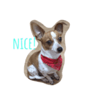 ベッキー犬（個別スタンプ：7）