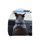 ベッキー犬（個別スタンプ：8）