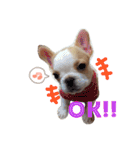 フレンチブルドッグのダイアナ（個別スタンプ：3）