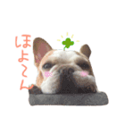 フレンチブルドッグのダイアナ（個別スタンプ：8）