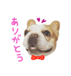フレンチブルドッグのダイアナ（個別スタンプ：13）