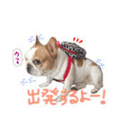 フレンチブルドッグのダイアナ（個別スタンプ：20）