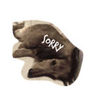 Chappy Stamp（個別スタンプ：6）
