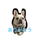 ポコゴン（個別スタンプ：5）