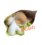 うさぎのもんちゃん（個別スタンプ：1）