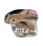 うさぎのもんちゃん（個別スタンプ：2）