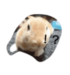 うさぎのもんちゃん（個別スタンプ：7）