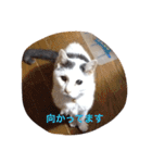 モン社長とフク専務（個別スタンプ：22）
