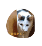 モン社長とフク専務（個別スタンプ：35）