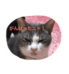 モン社長とフク専務（個別スタンプ：37）