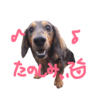 ロイたんすたんぷ②（個別スタンプ：5）