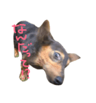 ロイたんすたんぷ①（個別スタンプ：3）