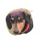 Happy Happy HotDog（個別スタンプ：1）