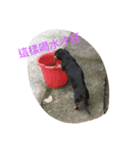 Happy Happy HotDog（個別スタンプ：4）