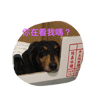Happy Happy HotDog（個別スタンプ：8）