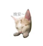 FAT CAT say something（個別スタンプ：1）