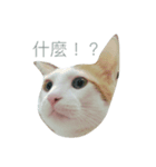 FAT CAT say something（個別スタンプ：2）