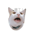 FAT CAT say something（個別スタンプ：4）