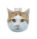 FAT CAT say something（個別スタンプ：5）