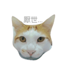 FAT CAT say something（個別スタンプ：6）