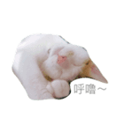 FAT CAT say something（個別スタンプ：7）