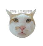 FAT CAT say something（個別スタンプ：8）