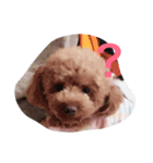 ノンノちゃんの日常（個別スタンプ：1）