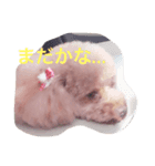 ノンノちゃんの日常（個別スタンプ：4）