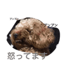 ノンノちゃんの日常（個別スタンプ：6）