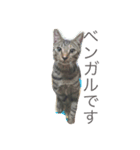 猫のシャー（個別スタンプ：1）