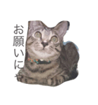 猫のシャー（個別スタンプ：2）