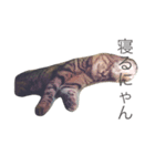 猫のシャー（個別スタンプ：3）