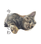 猫のシャー（個別スタンプ：4）