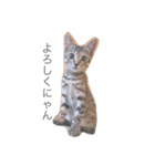 猫のシャー（個別スタンプ：6）