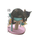 猫のシャー（個別スタンプ：7）
