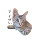 猫のシャー（個別スタンプ：8）