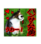 猫の町meow meowも狂った(日本語)（個別スタンプ：1）
