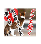 猫の町meow meowも狂った(日本語)（個別スタンプ：2）