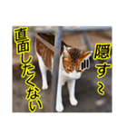 猫の町meow meowも狂った(日本語)（個別スタンプ：3）