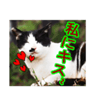 猫の町meow meowも狂った(日本語)（個別スタンプ：4）