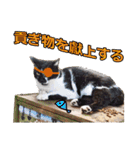 猫の町meow meowも狂った(日本語)（個別スタンプ：5）