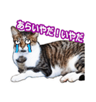 猫の町meow meowも狂った(日本語)（個別スタンプ：6）