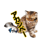 猫の町meow meowも狂った(日本語)（個別スタンプ：8）