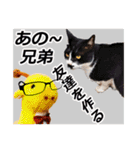 猫の町meow meowも狂った(日本語)（個別スタンプ：9）