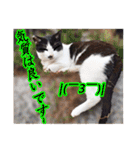 猫の町meow meowも狂った(日本語)（個別スタンプ：10）
