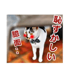 猫の町meow meowも狂った(日本語)（個別スタンプ：11）