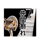 猫の町meow meowも狂った(日本語)（個別スタンプ：12）
