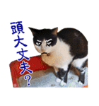 猫の町meow meowも狂った(日本語)（個別スタンプ：15）