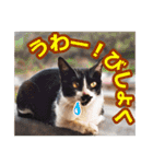 猫の町meow meowも狂った(日本語)（個別スタンプ：17）