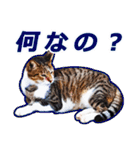 猫の町meow meowも狂った(日本語)（個別スタンプ：19）